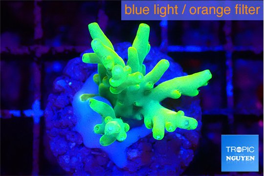 Acropora caroliniana banana 2-3 cm WYSIWYG acclimaté