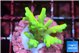 Acropora caroliniana banana 2-3 cm WYSIWYG acclimaté