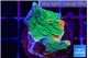 Montipora graphted 2 cm WYSIWYG acclimaté