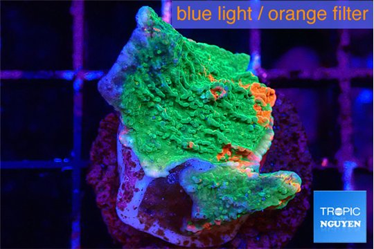 Montipora graphted 2 cm WYSIWYG acclimaté
