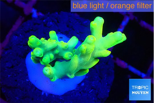 Acropora caroliniana banana 2-3 cm WYSIWYG acclimaté