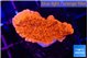 Montipora red cap 2-3 cm WYSIWYG acclimaté