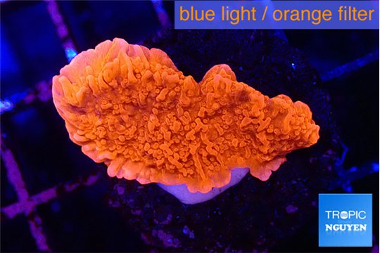 Montipora red cap 2-3 cm WYSIWYG acclimaté