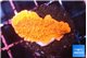 Montipora red cap 2-3 cm WYSIWYG acclimaté