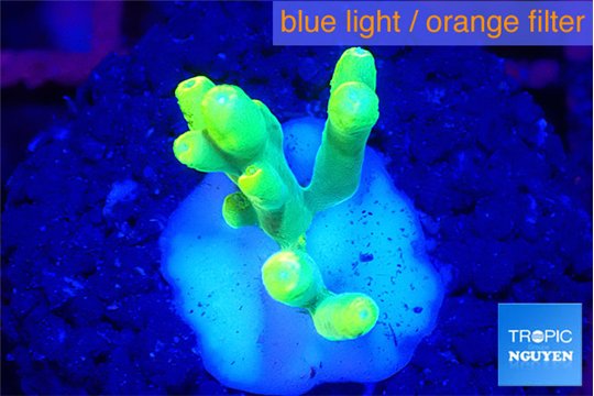 Acropora caroliniana banana 1-2 cm WYSIWYG acclimaté