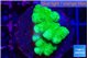 Pocillopora verrucosa toxic green 2-3 cm WYSIWYG acclimaté
