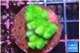 Pocillopora verrucosa toxic green 2-3 cm WYSIWYG acclimaté