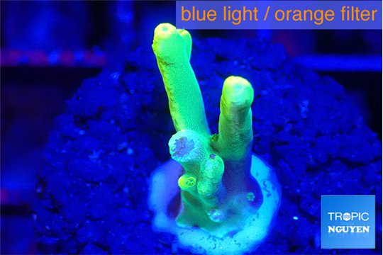 Acropora caroliniana banana 1-2 cm WYSIWYG acclimaté