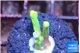 Acropora caroliniana banana 1-2 cm WYSIWYG acclimaté