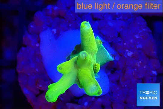 Acropora caroliniana banana 1-2 cm WYSIWYG acclimaté