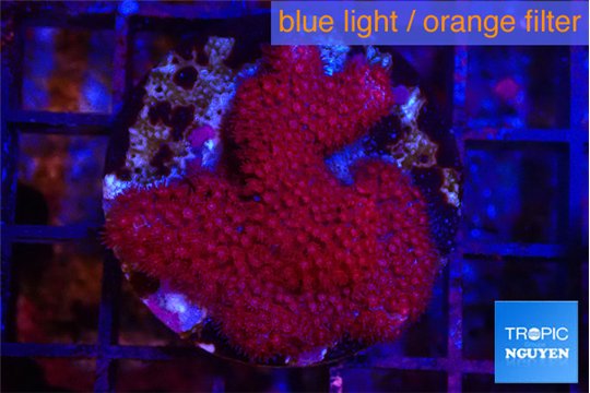 Porites red 2-3 cm WYSIWYG acclimaté