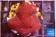 Porites red 2-3 cm WYSIWYG acclimaté