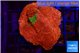 Montipora graphted 2-3 cm WYSIWYG acclimaté