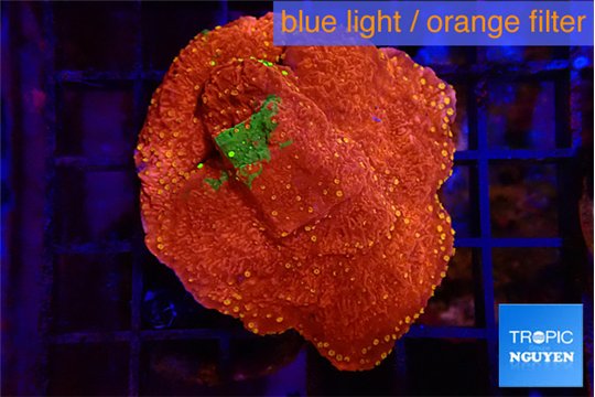 Montipora graphted 2-3 cm WYSIWYG acclimaté