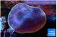 Turbinaria reniformis yellow polyps 6-9 cm WYSIWYG acclimaté