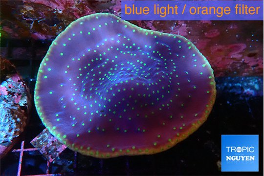 Turbinaria reniformis yellow polyps 6-9 cm WYSIWYG acclimaté