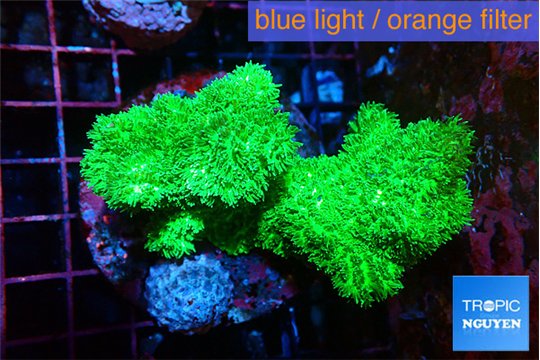 Hydnophora neon green 6-9 cm WYSIWYG acclimaté