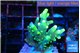 Acropora caroliniana banana 2-3 cm WYSIWYG acclimaté