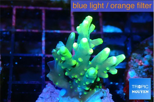 Acropora caroliniana banana 2-3 cm WYSIWYG acclimaté