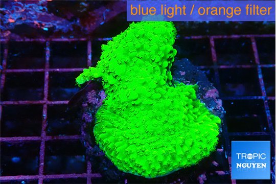 Acropora neon green 3-4 cm WYSIWYG acclimaté