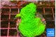 Acropora neon green 3-4 cm WYSIWYG acclimaté