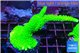 Acropora neon green 4-6 cm WYSIWYG acclimaté