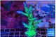 Acropora green & blue tip Fijii 4-5 cm WYSIWYG acclimaté