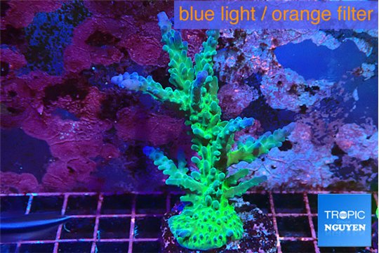 Acropora green & blue tip Fijii 4-5 cm WYSIWYG acclimaté