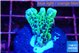 Montipora green & purple polyps 1-2 cm WYSIWYG acclimaté