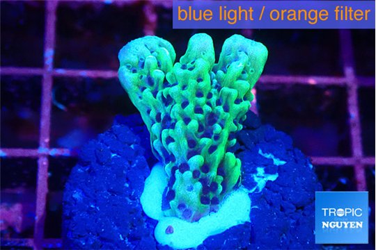 Montipora green & purple polyps 1-2 cm WYSIWYG acclimaté