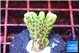 Montipora green & purple polyps 1-2 cm WYSIWYG acclimaté