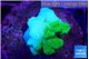 Pocillopora verrucosa toxic green 2 cm WYSIWYG acclimaté