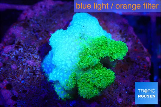 Pocillopora verrucosa toxic green 2 cm WYSIWYG acclimaté