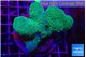 Pocillopora verrucosa green & pink 7-10 cm WYSIWYG acclimaté