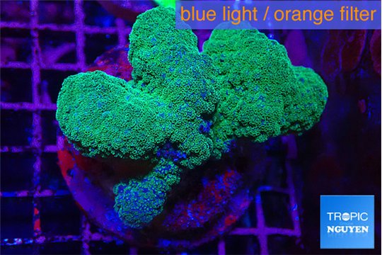 Pocillopora verrucosa green & pink 7-10 cm WYSIWYG acclimaté