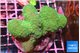 Pocillopora verrucosa green & pink 7-10 cm WYSIWYG acclimaté