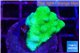 Pocillopora verrucosa toxic green 2-3 cm WYSIWYG acclimaté