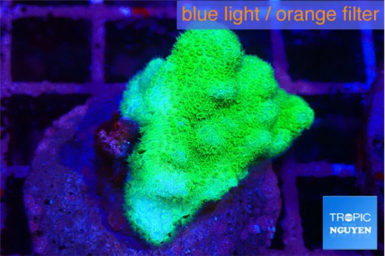 Pocillopora verrucosa toxic green 2-3 cm WYSIWYG acclimaté