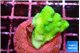 Pocillopora verrucosa toxic green 2-3 cm WYSIWYG acclimaté