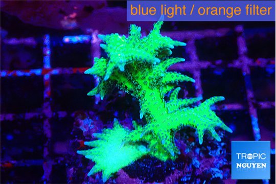 Seriatopra hystrix green gold 3-4 cm WYSIWYG acclimaté