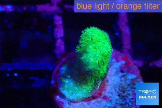 Pocillopora verrucosa toxic green 1 cm WYSIWYG acclimaté