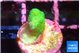 Pocillopora verrucosa toxic green 1 cm WYSIWYG acclimaté