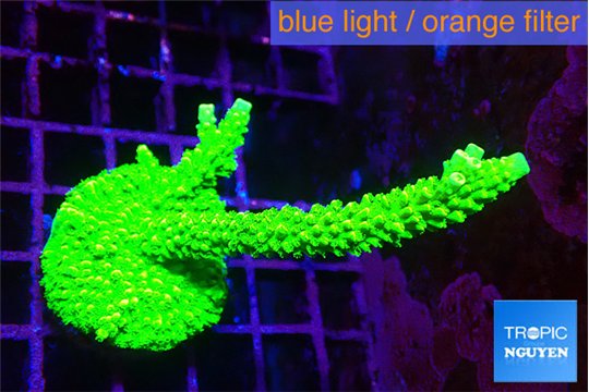 Acropora neon green 4-6 cm WYSIWYG acclimaté