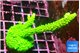 Acropora neon green 4-6 cm WYSIWYG acclimaté