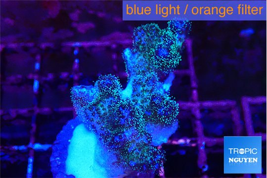 Pocillopora damicornis green & pink 2-3 cm WYSIWYG acclimaté