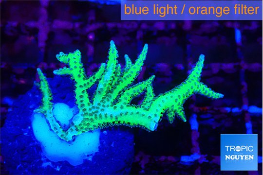 Seriatopra hystrix green gold 3-4 cm WYSIWYG acclimaté