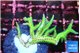 Seriatopra hystrix green gold 3-4 cm WYSIWYG acclimaté
