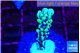 Montipora green & purple polyps 1-2 cm WYSIWYG acclimaté
