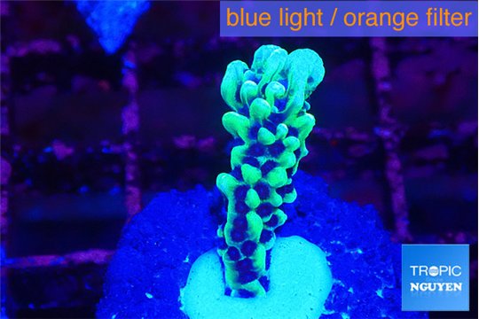 Montipora green & purple polyps 1-2 cm WYSIWYG acclimaté