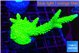 Acropora neon green 5-7 cm WYSIWYG acclimaté